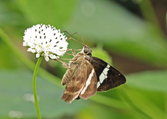 Autochton bipunctatus