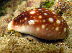 Lyncina vitellus