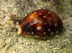 Lyncina vitellus