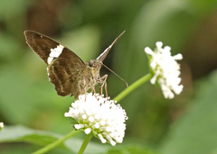 Autochton bipunctatus