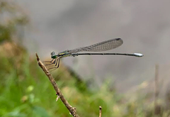 Rhadinosticta simplex