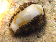 Monetaria annulus