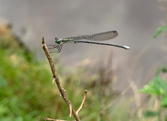 Rhadinosticta simplex