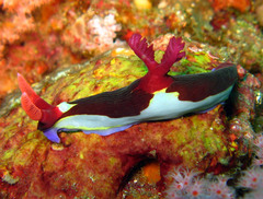 Nembrotha chamberlaini