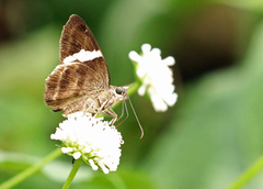 Autochton bipunctatus