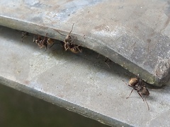 Dolichoderus bispinosus