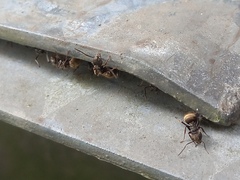 Dolichoderus bispinosus