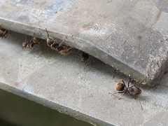 Dolichoderus bispinosus