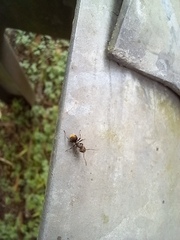 Dolichoderus bispinosus