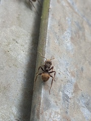 Dolichoderus bispinosus