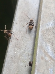 Dolichoderus bispinosus