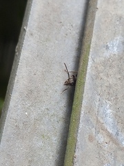 Dolichoderus bispinosus