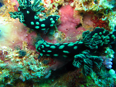 Nembrotha cristata