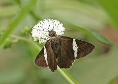 Autochton bipunctatus