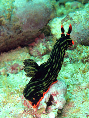 Nembrotha kubaryana