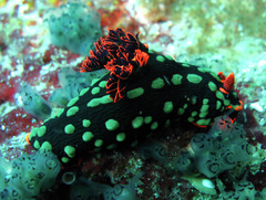 Nembrotha kubaryana