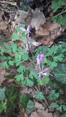 Corydalis paczoskii