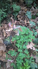 Corydalis paczoskii