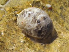 Nerita polita