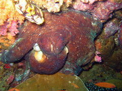 Octopus cyanea