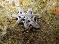 Patelloida saccharina