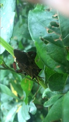 Melucha phyllocnemis