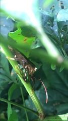 Melucha phyllocnemis