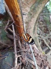 Placidina euryanassa