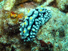 Phyllidia elegans