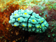 Phyllidia elegans