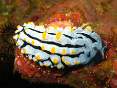 Phyllidia varicosa
