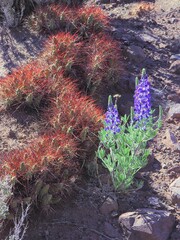 Maihueniopsis camachoi