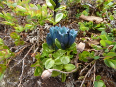 Gentiana glauca