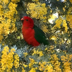 Alisterus scapularis