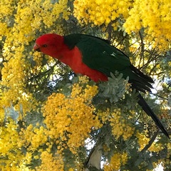 Alisterus scapularis