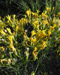 Crepis atribarba