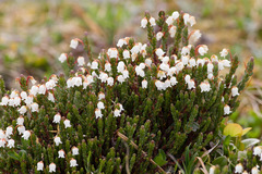 Cassiope tetragona tetragona
