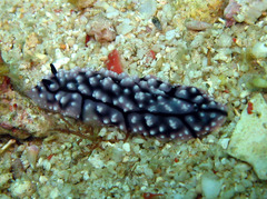 Phyllidiopsis krempfi