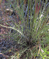 Crepis atribarba