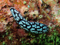 Phyllidiella pustulosa