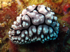 Phyllidiopsis krempfi