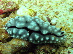 Phyllidiopsis krempfi