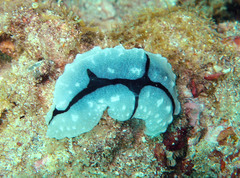 Phyllidiopsis shireenae