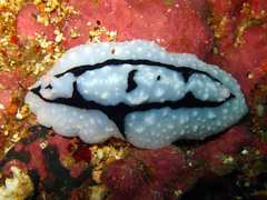 Phyllidiopsis shireenae