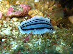 Phyllidiopsis xishaensis