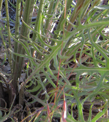 Crepis atribarba