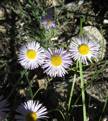 Erigeron pumilus