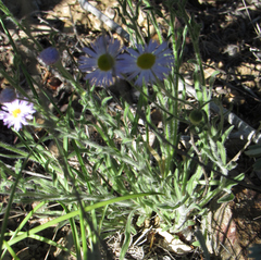 Erigeron pumilus