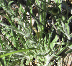 Erigeron pumilus