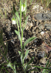 Erigeron pumilus